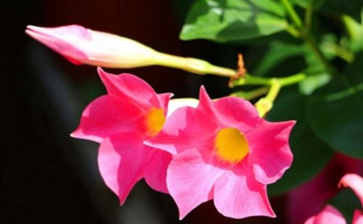 飄香藤能養(yǎng)在室內(nèi)嗎 如何讓飄香藤長得快