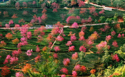無(wú)量山櫻花谷有住宿嗎 大理到無(wú)量山櫻花谷有多遠(yuǎn)