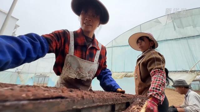 目標畝產1200公斤！袁隆平超級雜交水稻蒙自示范基地開始育秧