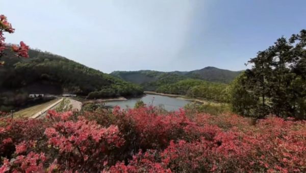 京山潼泉湖：四月杜鵑 “漫坡紅”